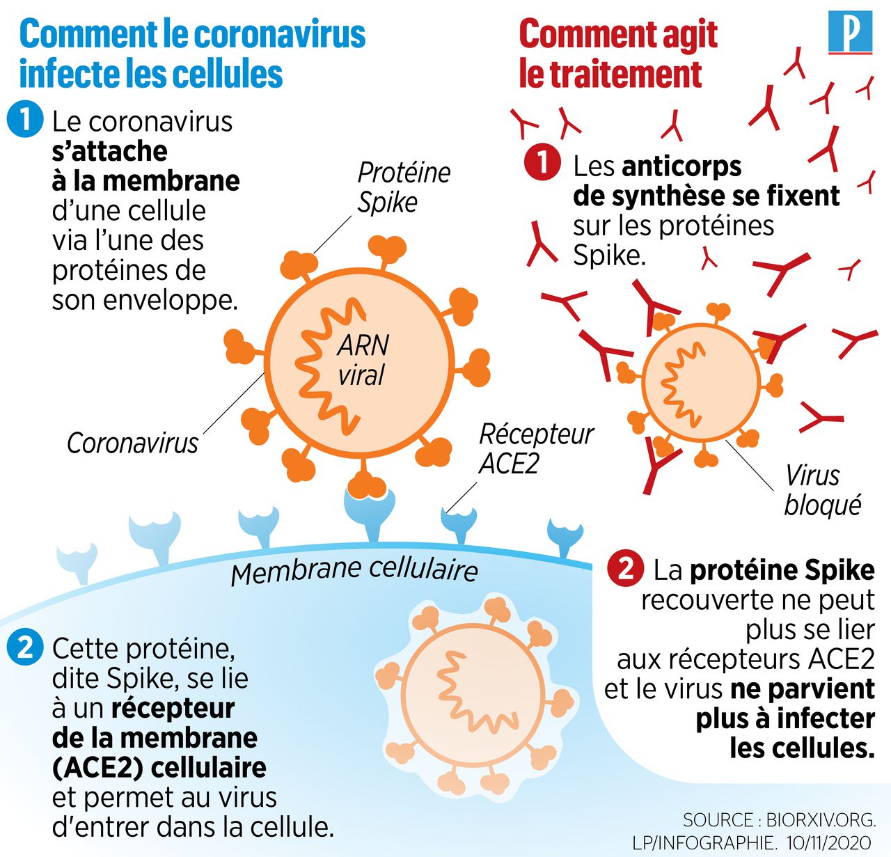 Acc S Pr Coce Aux Anticorps Monoclonaux Permettant D Viter Les Formes